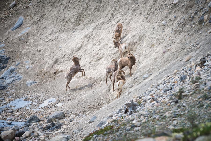 borregos cimarrones fauna de las montañas rocosas de canada