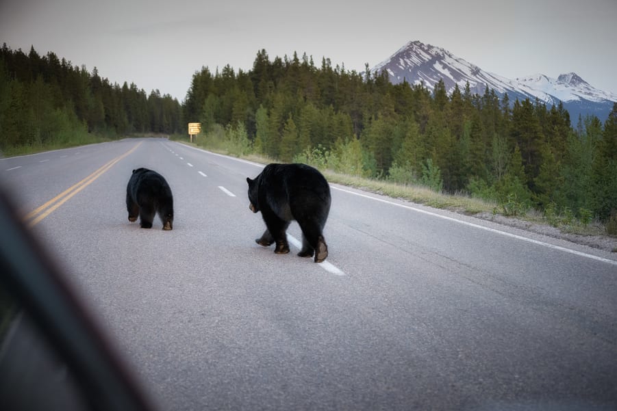 osos cruzando carretera icefields parkway. la carretera más bonita del mundo