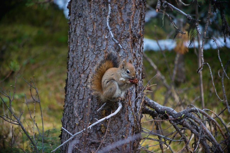  red squirrel in canada jasper