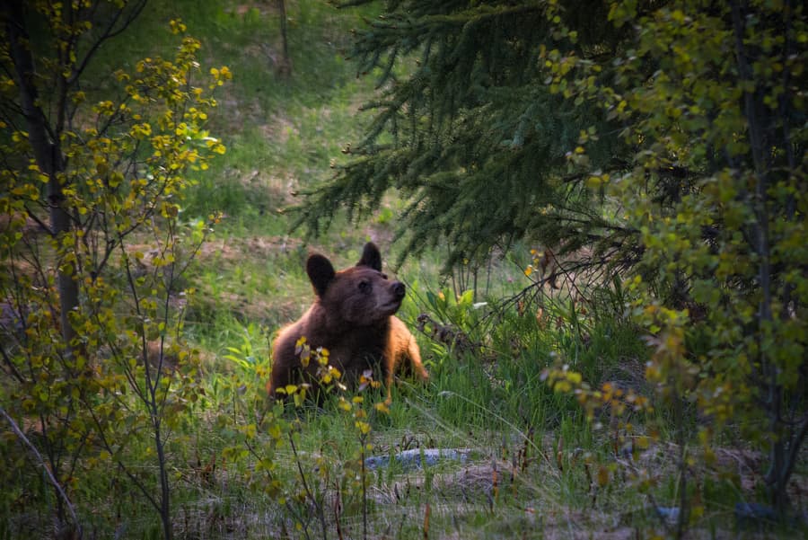 oso negro en jasper national park maligne road cria osezno ataques de osos