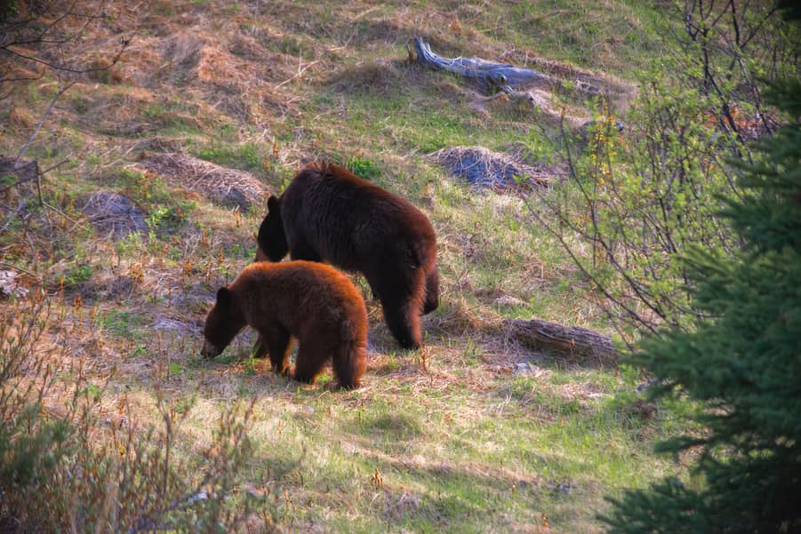 osos negros en yellowstone estados unidos