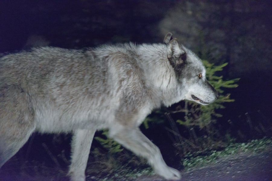 lobo en las montañas rocosas de canada jasper national park