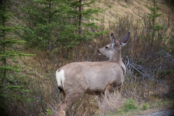 Guide to watching Wildlife in the Canadian Rockies