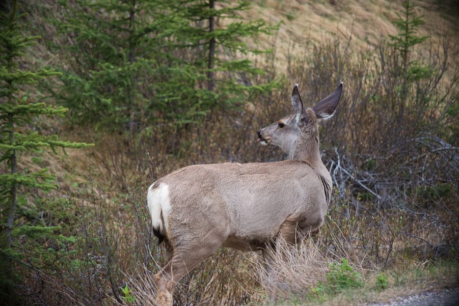 cola del ciervo mular en las montañas rocosas de canada animales mamiferos