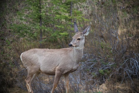 Guide to watching Wildlife in the Canadian Rockies