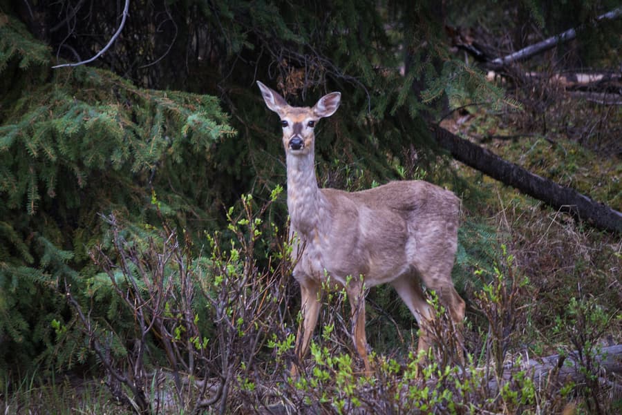 ciervo de cola blanca animales montañas rocosas de canada costa oeste