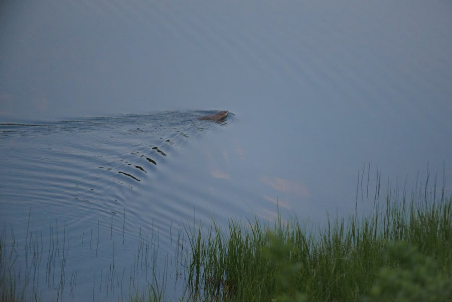 fotografia de fauna en las montañas rocosas de canada castores