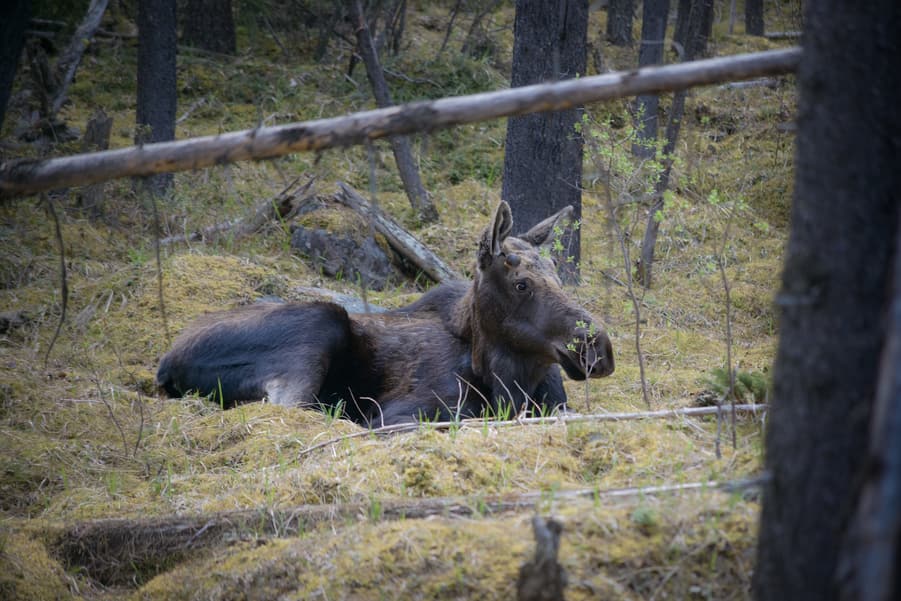 fauna en jasper montañas rocosas de canada alce tumbado