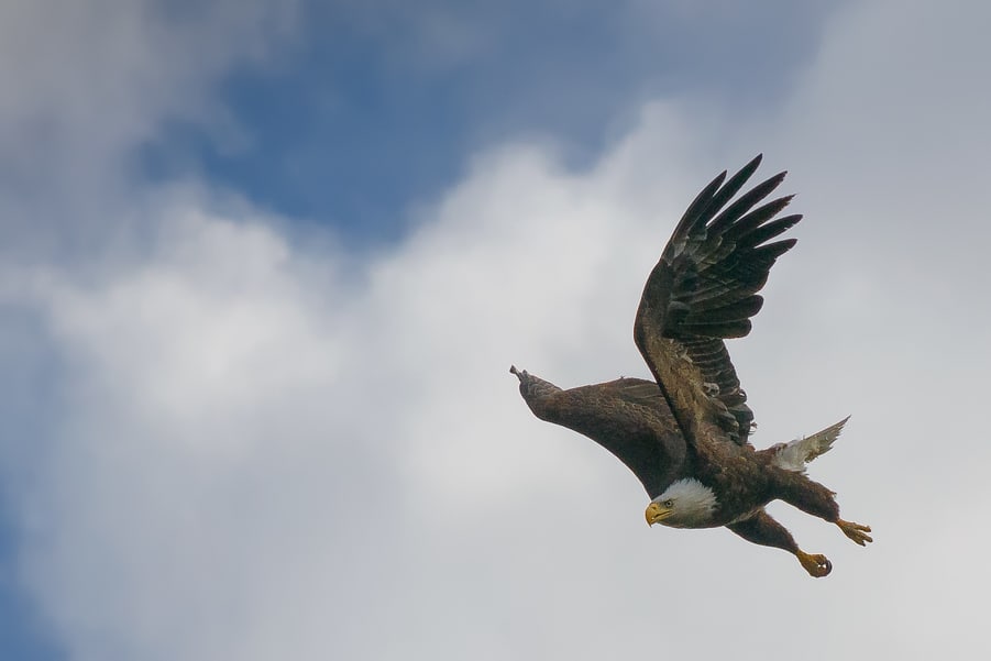 lugares imprescindibles del parque nacional jasper. animales aguila calva volando en maligne road canada