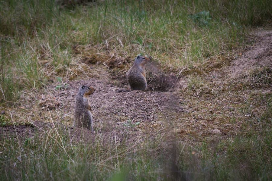 Columbia ground squirrel best place to viewing wildlife Canadian rockies