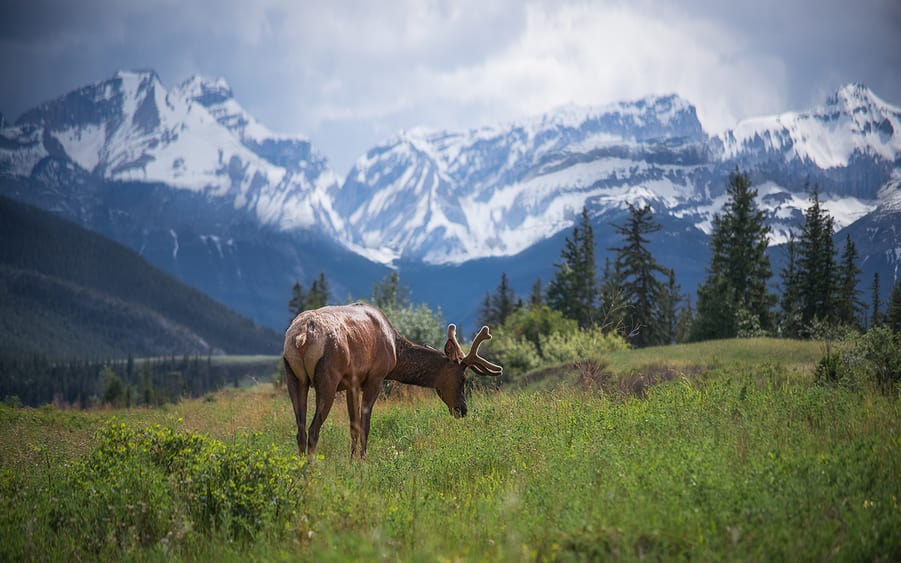 wapiti o ciervo elk en las montañas rocosas de canada