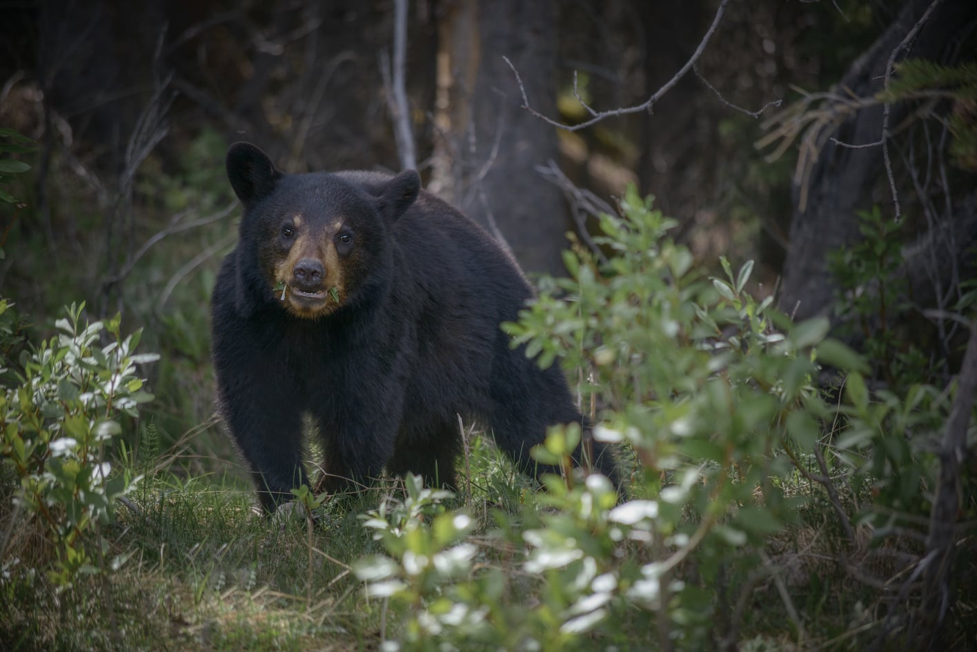 oso negro en yellowstone montañas rocosas de canada alimentandose cria