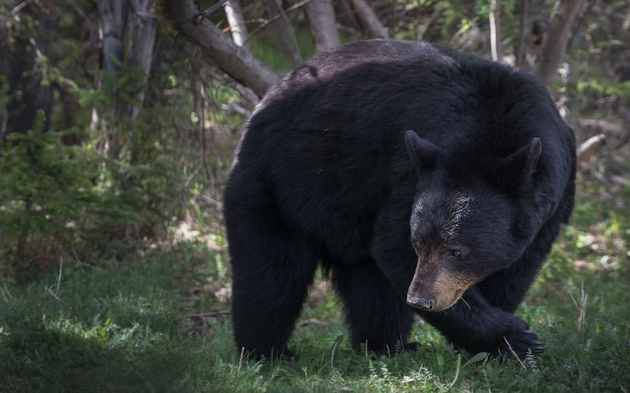 black bear offspring attack