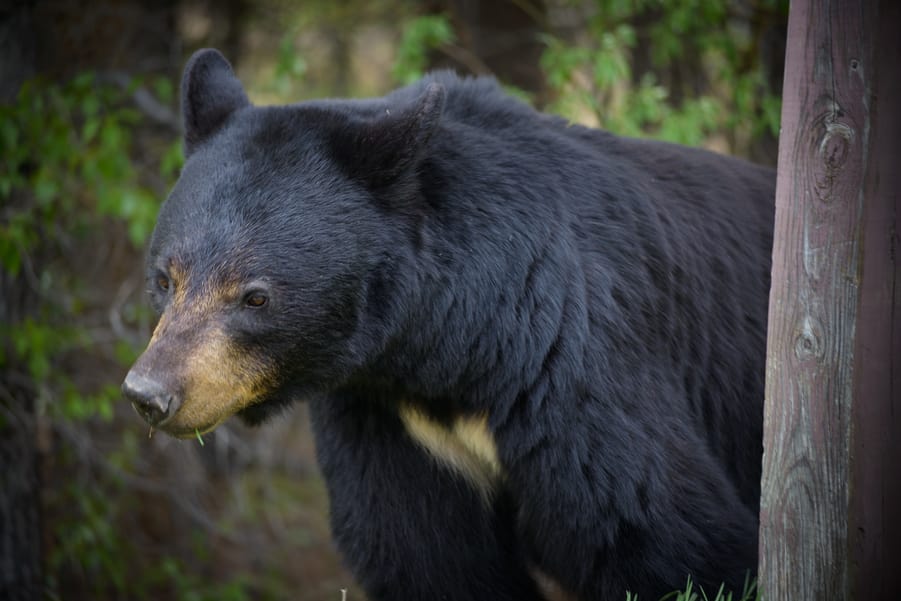 avistamiento de osos en jasper oso negro en miette hotspring. cosas que hacer en jasper