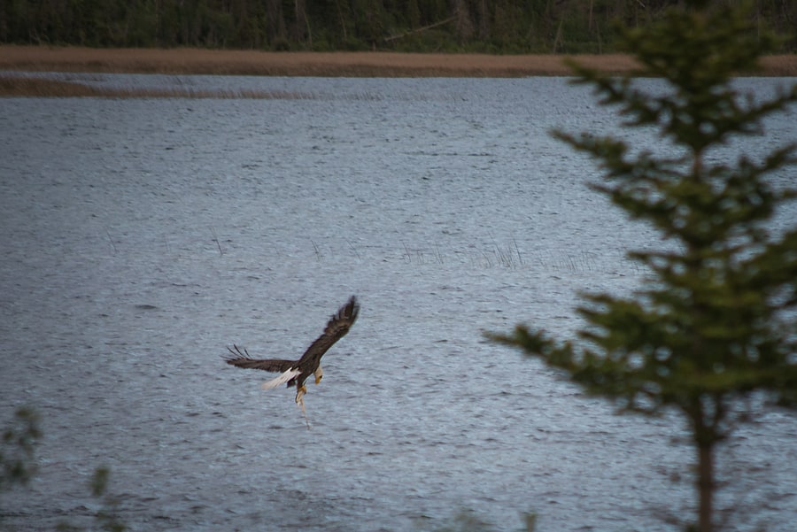 bald eagle fishing in Canadian rockies jasper national park