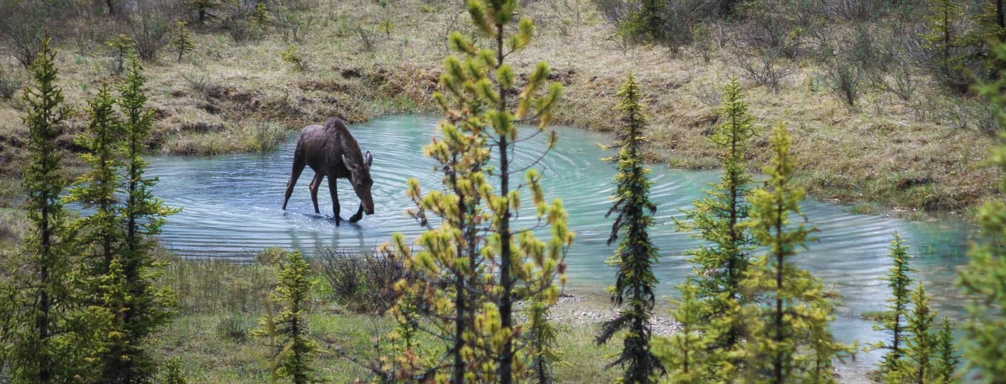 best places to see wildlife in the canadian rockies