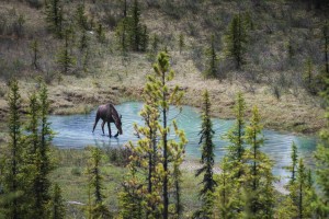 animales que viven en canada alce