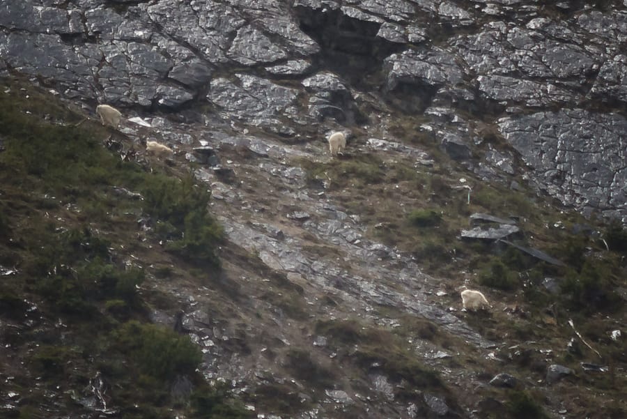 cabras de montaña icefields parkway montañas rocosas canada animales