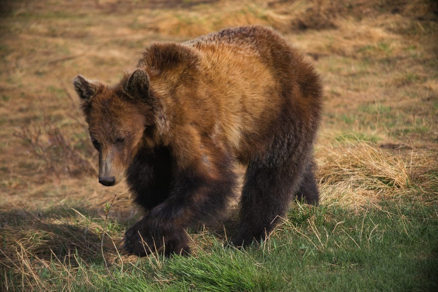 grizzly bear attack in alaska