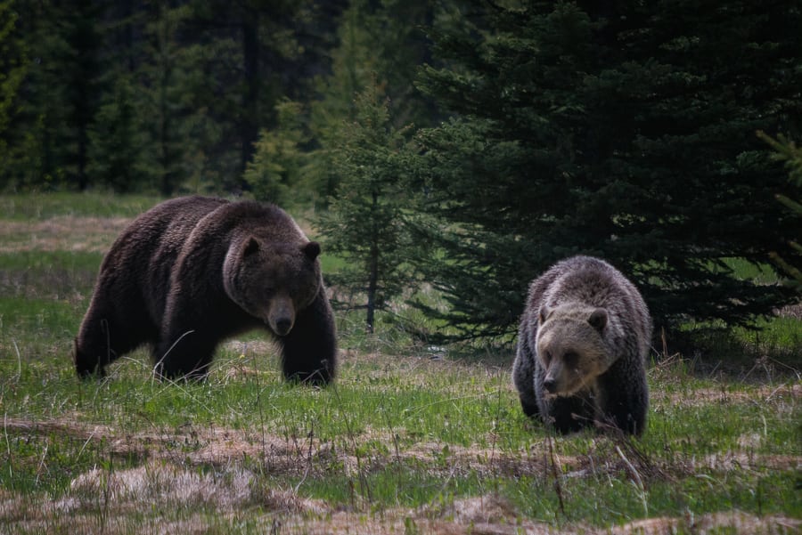 osos grizzly en canada ataque de osos hembra y macho oso boss