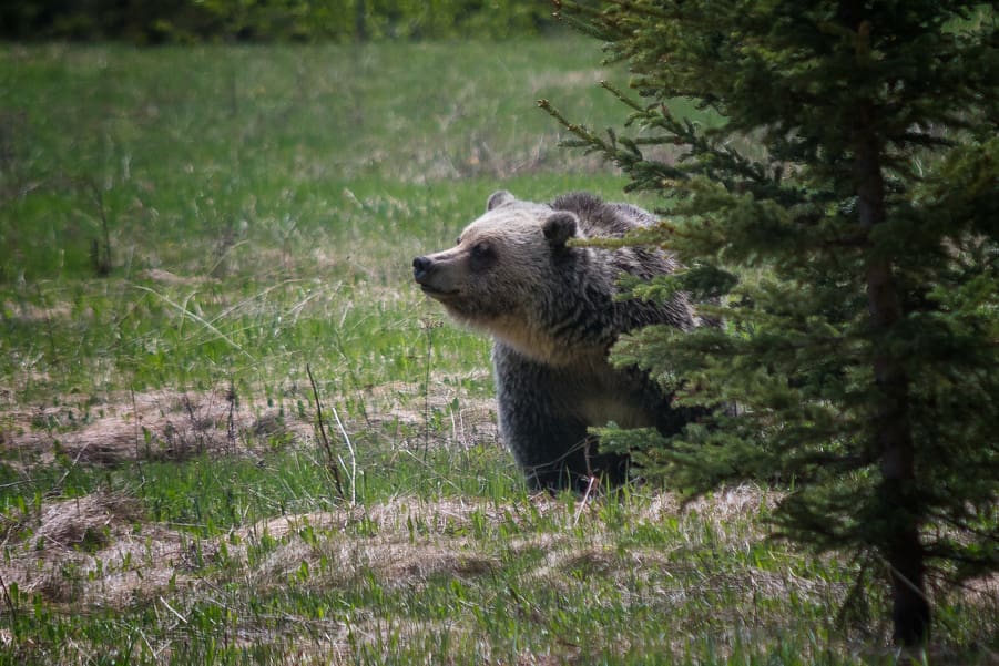 oso grizzly pequeño ataques osos en canada y estados unidos