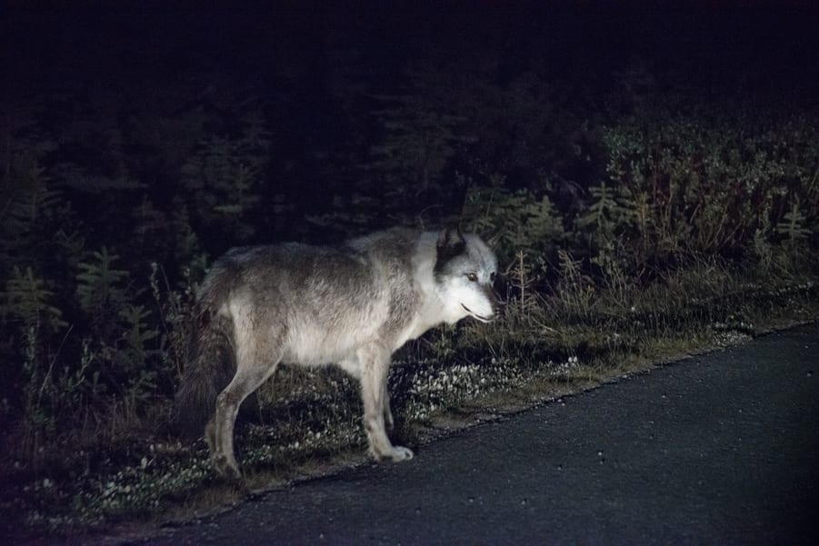 wolf in jasper national park Canada animal wildlife