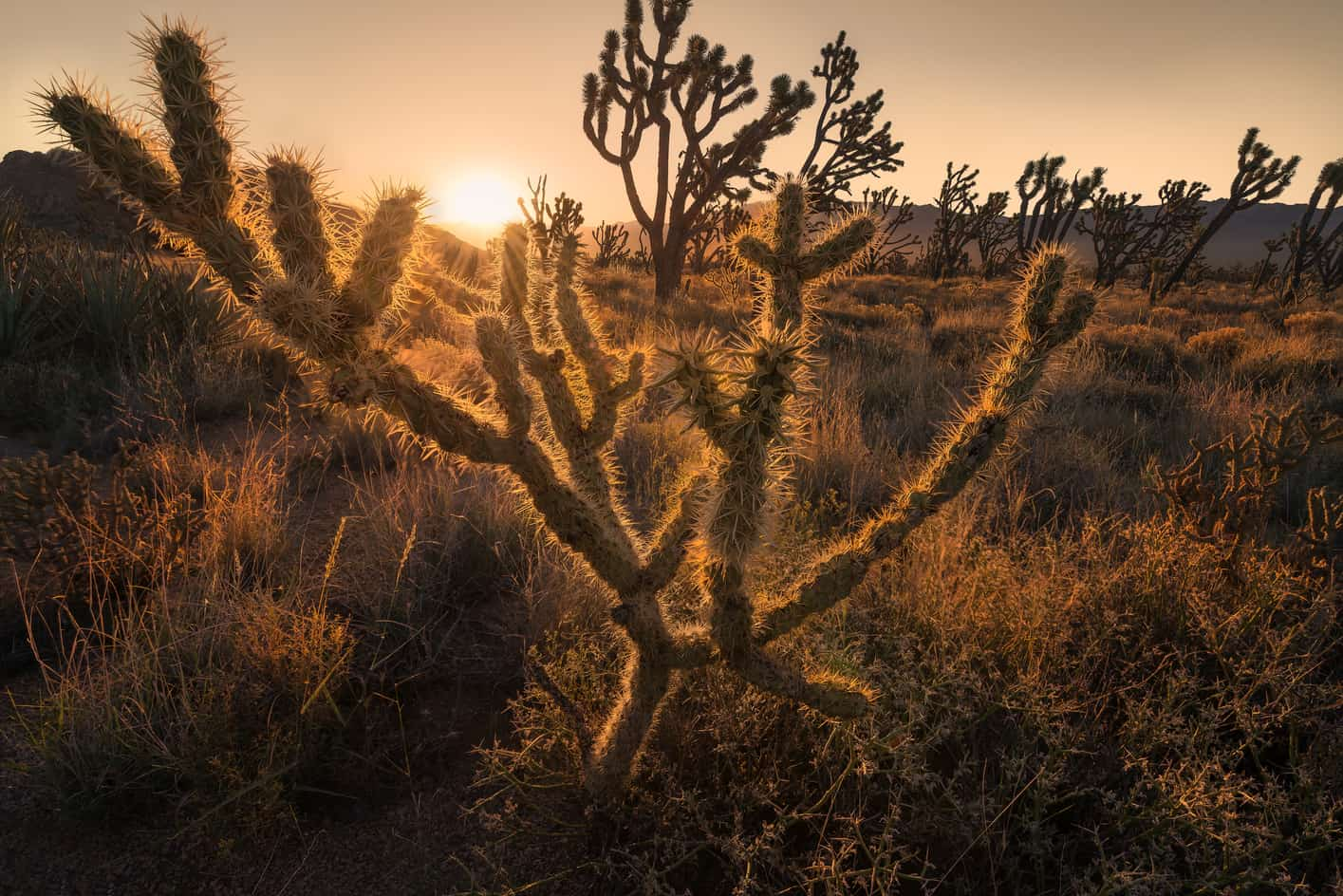 amanecer en el desierto de mojave que ver