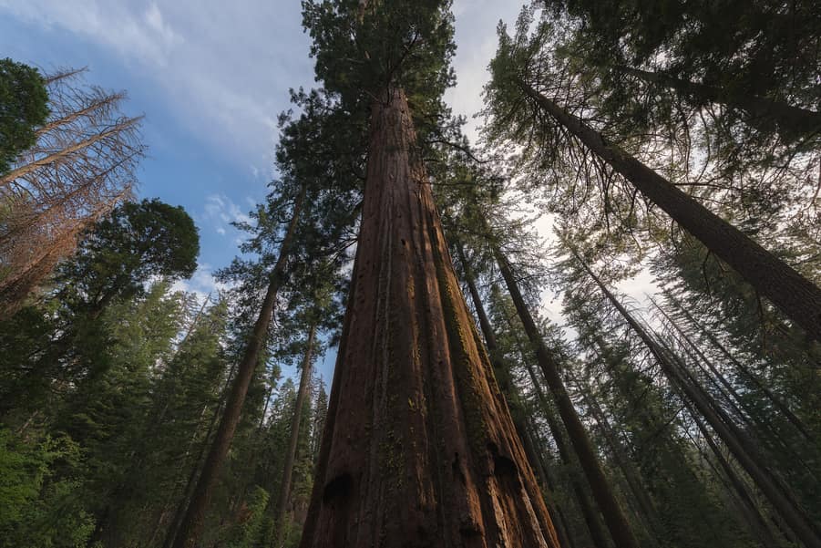 sequoias gigantes Tuolumne grove yosemite national park que ver