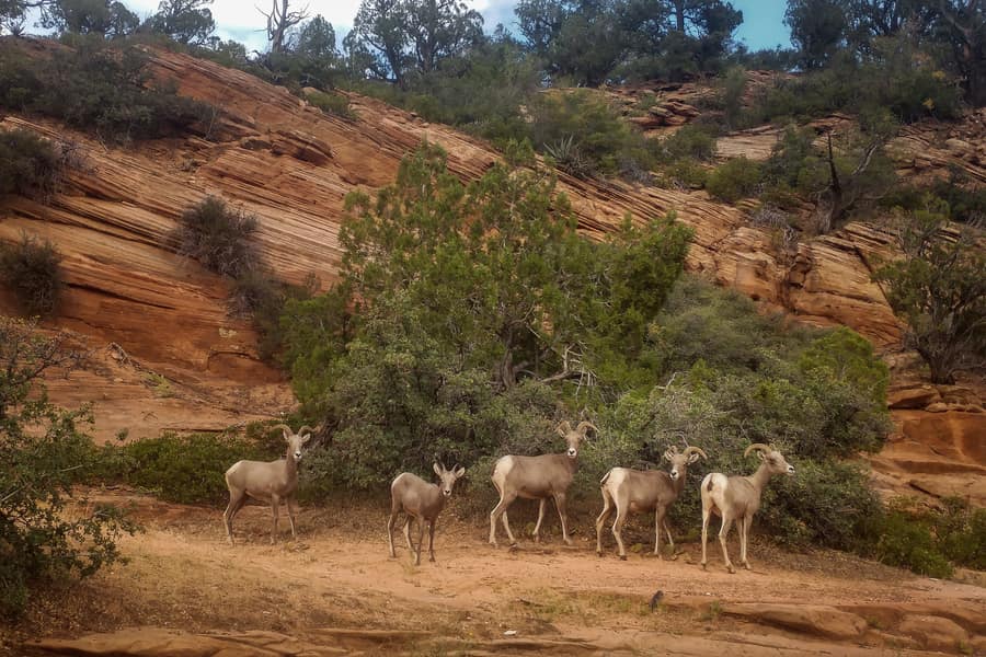 mirador angel landings zion national park costa oeste