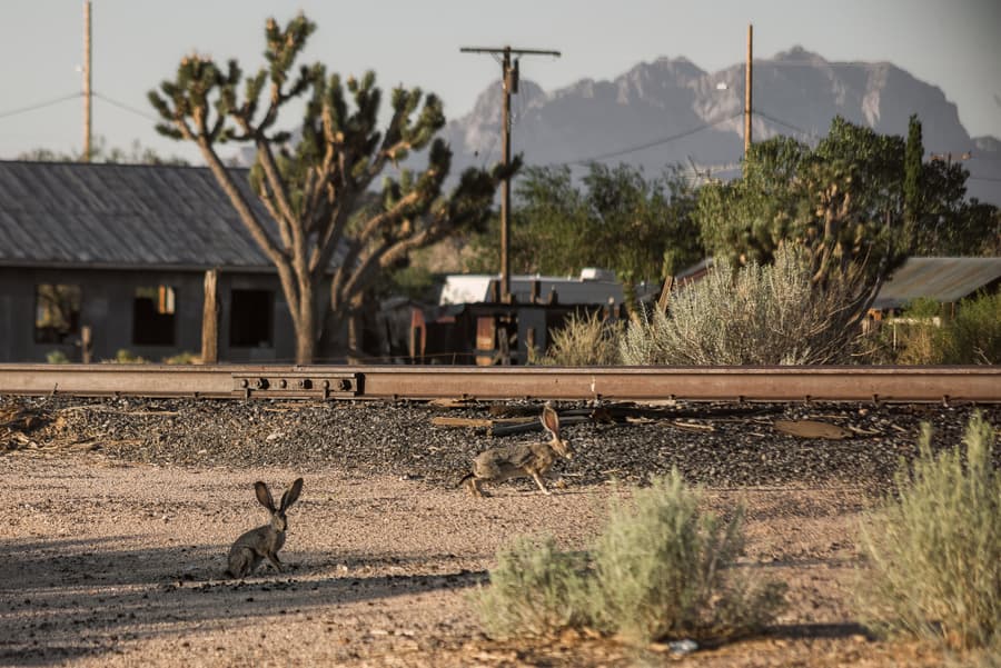 black tailed jackrabbit in Mojave Cima