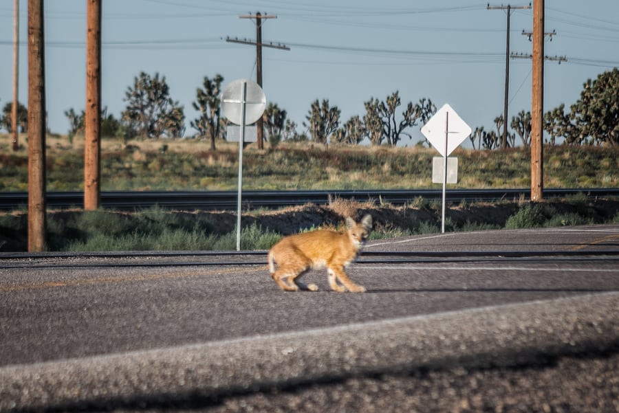 animales en mojave national park