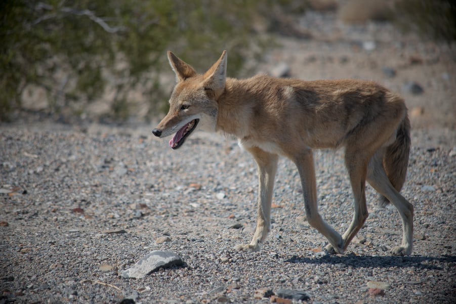 fauna y flora de death valley coyote en el valle de la muerte
