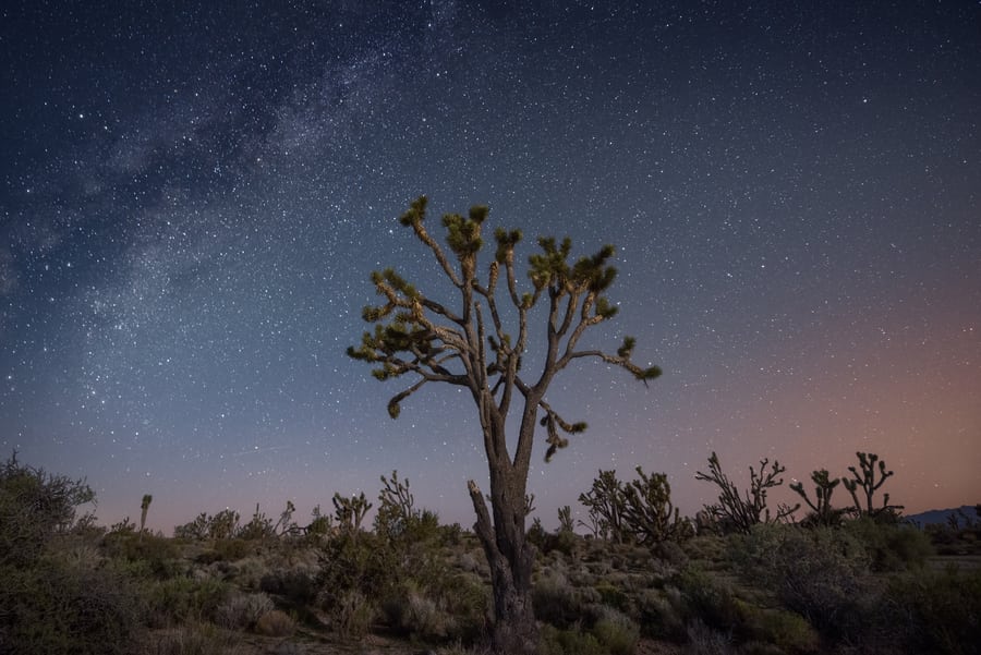 guide to mojave desert blog