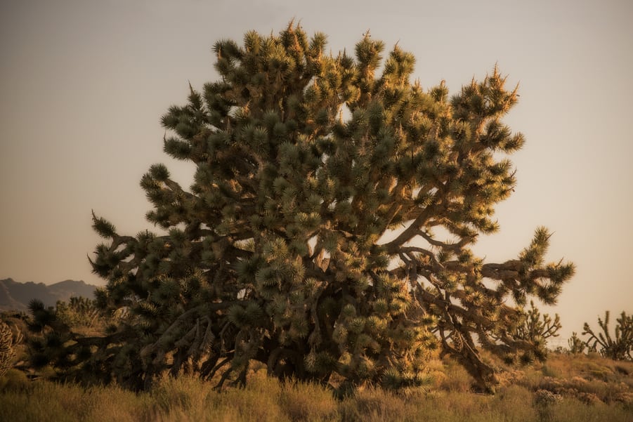 the biggest Joshua tree in Mojave national preserve
