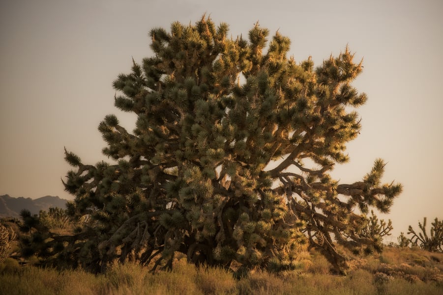 el arbol de josue mas grande del mundo mojave es donde mas arboles de josue