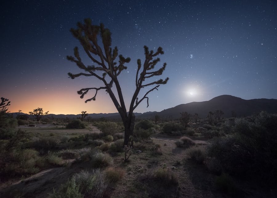 best things to do in Mojave joshua tree