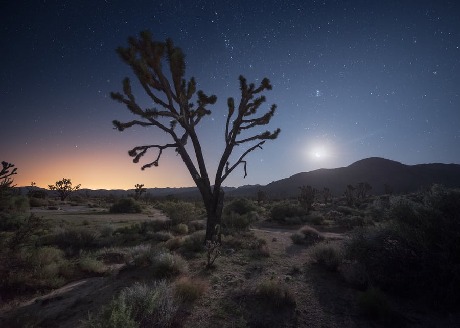 que ver en el desierto de Mojave