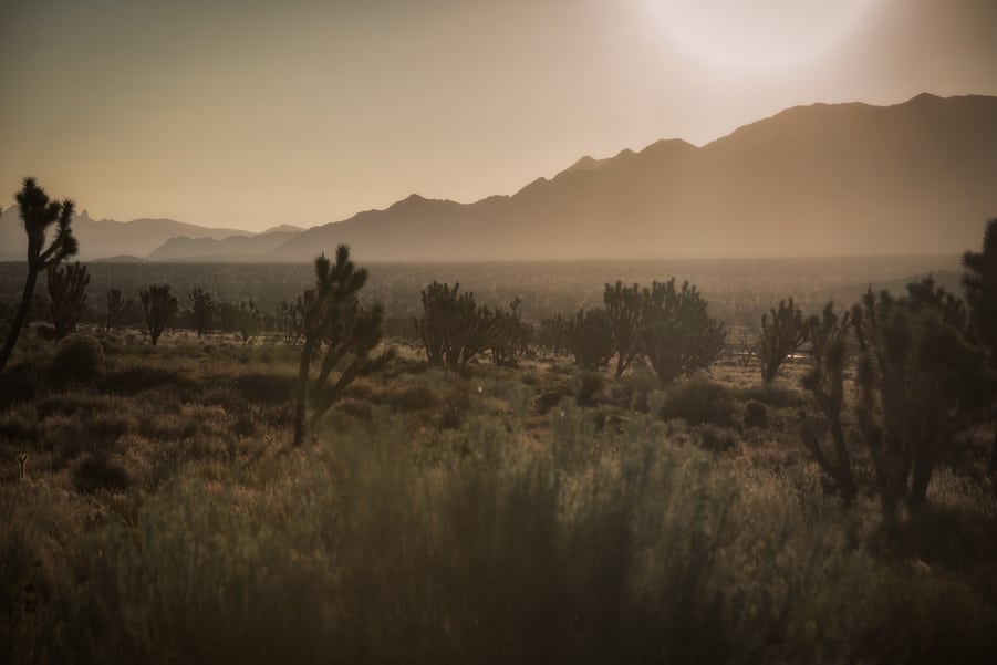 top things to do in Mojave Desert cima road joshua tree