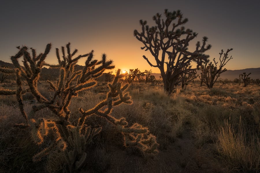 joshua trees in Mojave National Preserve