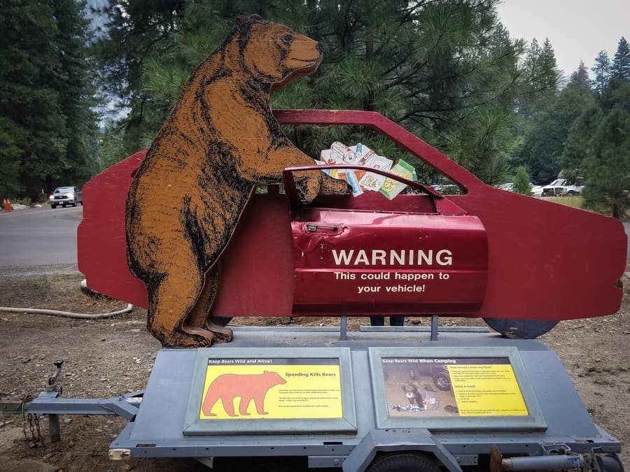 peligro osos en yosemite ataques como evitarlos