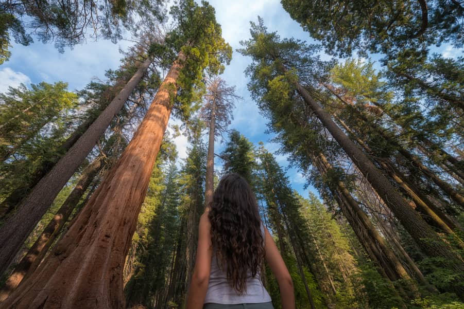 mejores alojamientos cerca de yosemite Tuolumne grove secuoyas gigantes