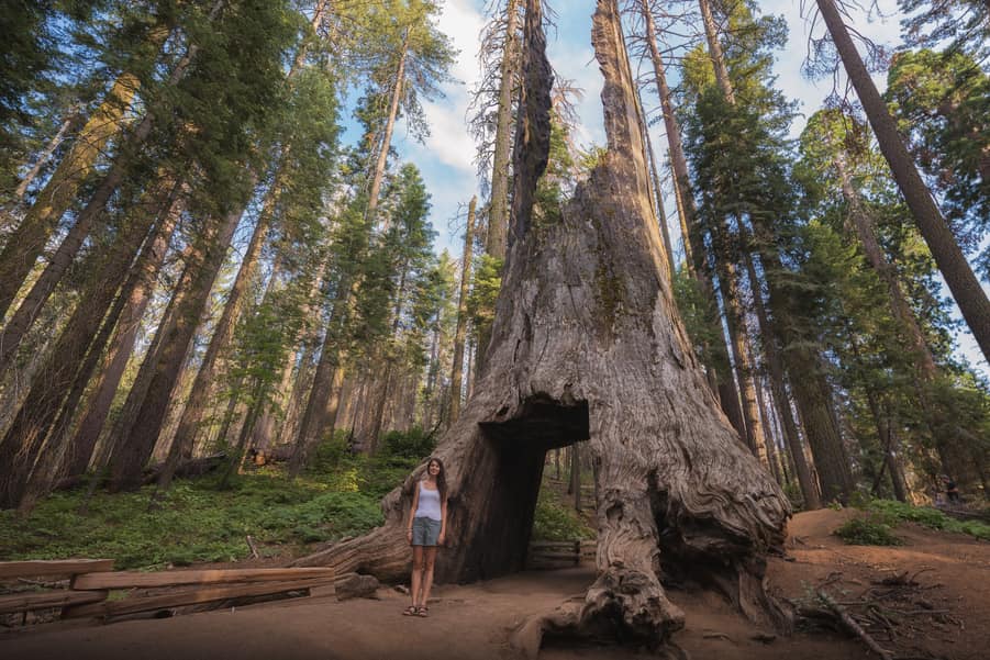 airbnb cerca de yosemite valley Tuolumne grove sequoia gigante puente