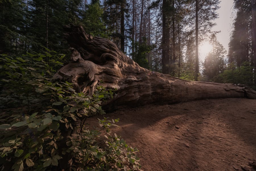 marioposa grove sequoias gigantes yosemite que hacer