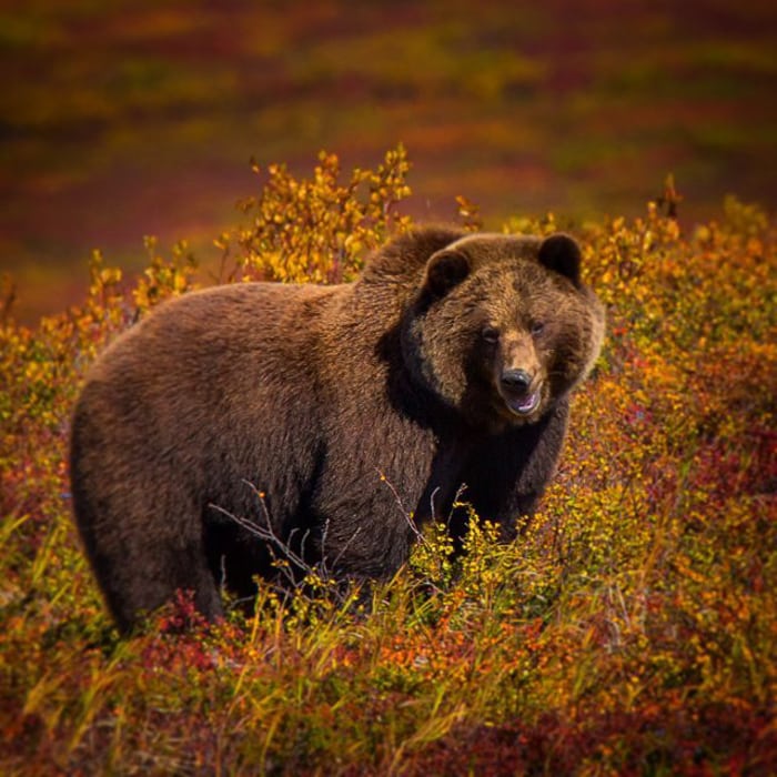 oso pardo peligro kamchatka viaje