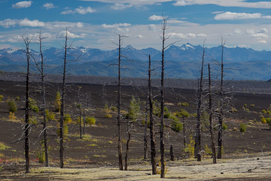 death forest landscape in kamchatka photo tour