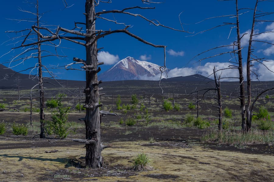 volcanes de kamchatka arboles muertos erupcion viaje