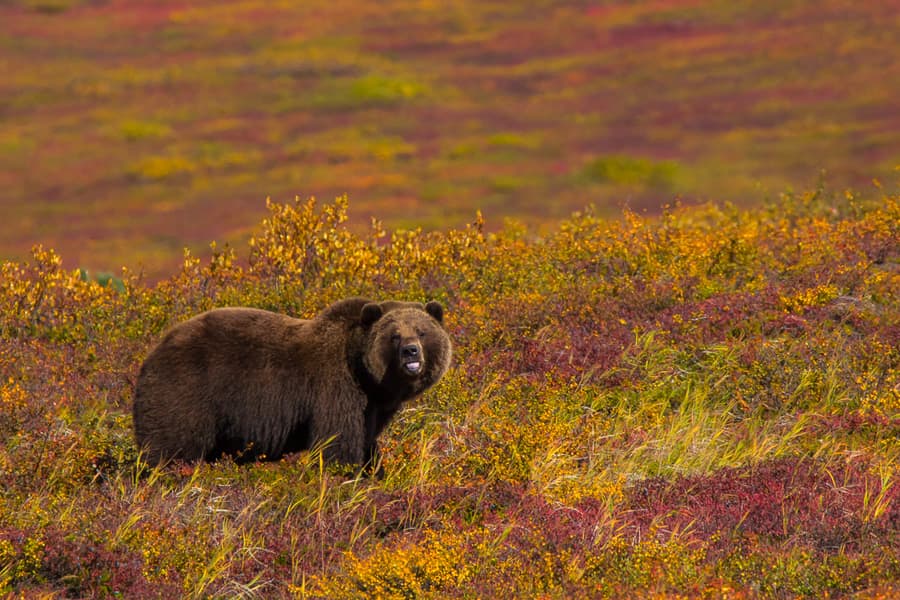 osos en kamchatka animales viaje fotografico