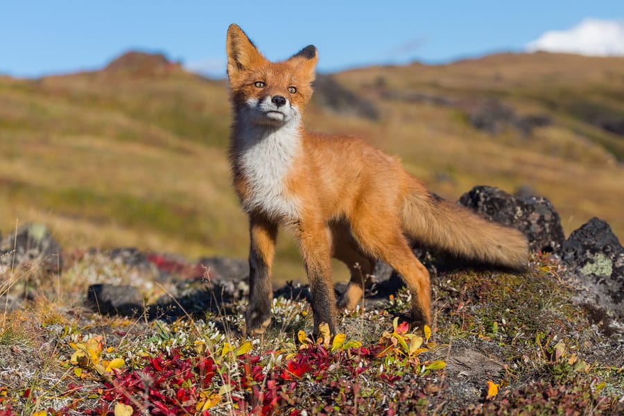 artic fox kamchatka russia wildlife