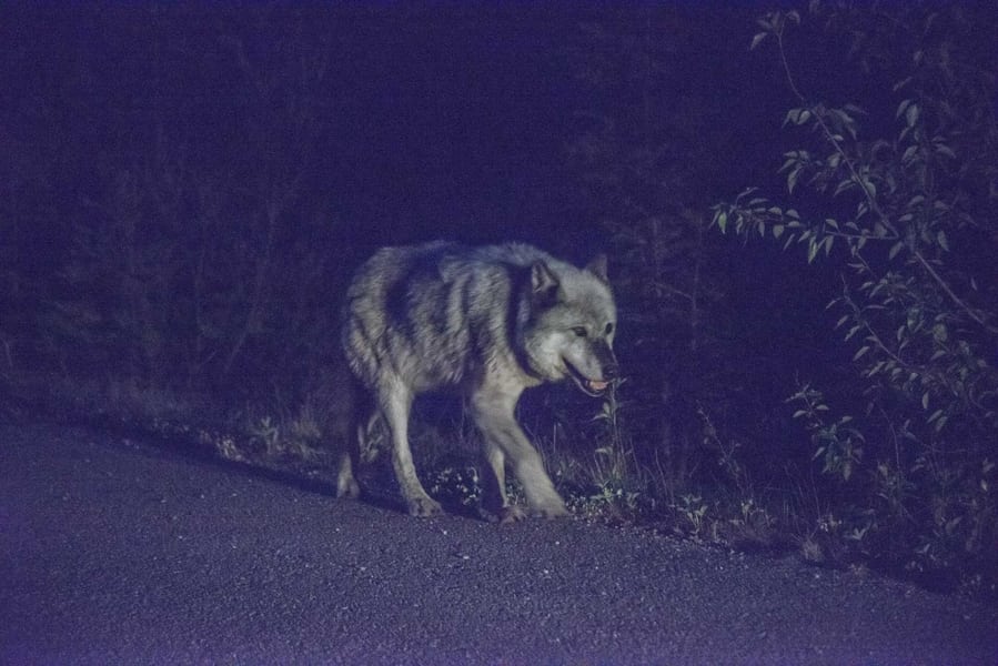 Concepts of noise in photography - wolf shooting during nightime low lights conditions