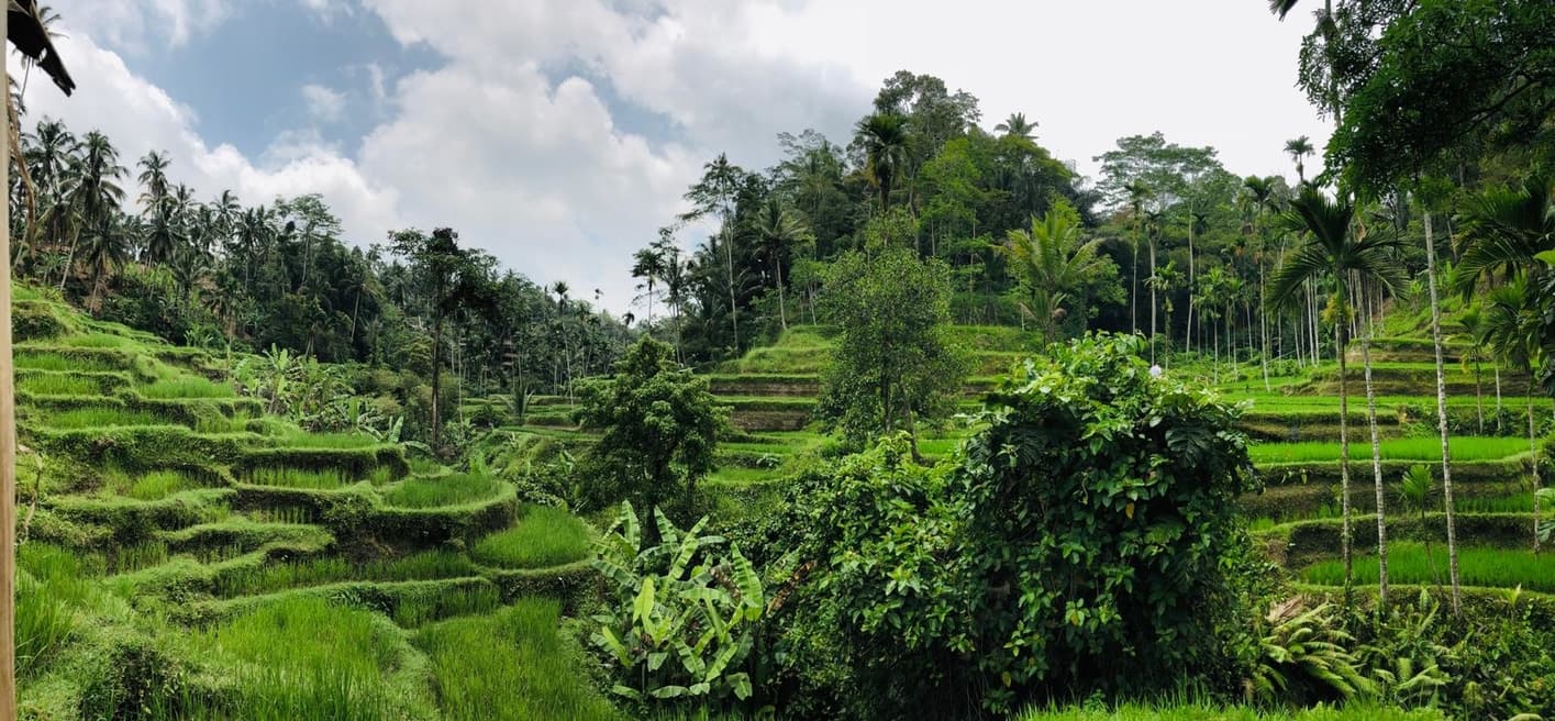 Campos de arroz de Tegalalang en Ubud Bali